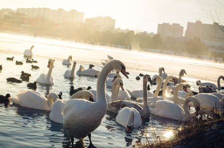beautiful white swan and duck on frozen pond in winter timeの写真素材