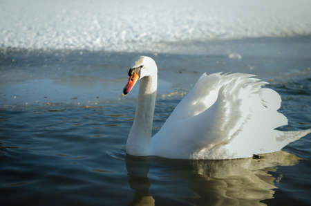 beautiful white swan and duck on frozen pond in winter timeの写真素材