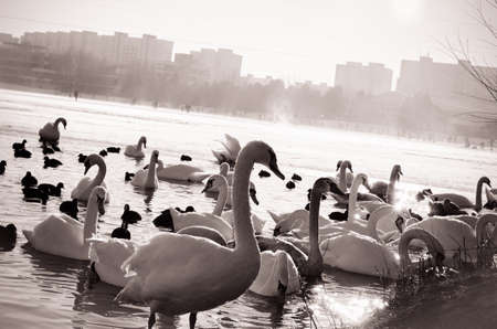 beautiful white swan and duck on frozen pond in winter timeの写真素材