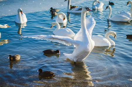beautiful white swan and duck on frozen pond in winter timeの写真素材
