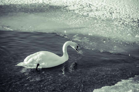 beautiful white swan and duck on frozen pond in winter timeの写真素材