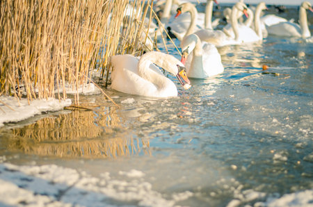 beautiful white swan and duck on frozen pond in winter timeの写真素材