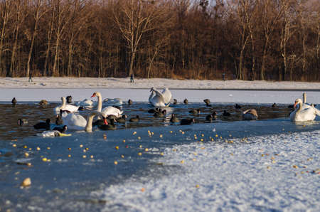 beautiful white swan and duck on frozen pond in winter time