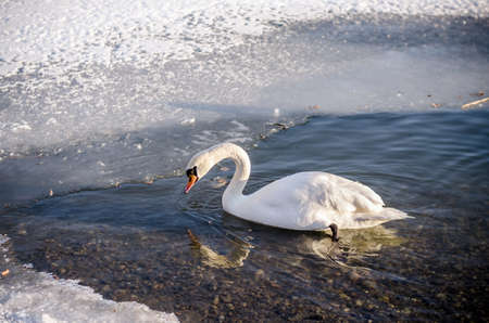 beautiful white swan and duck on frozen pond in winter timeの写真素材