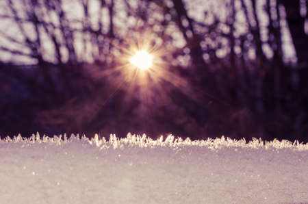 beautiful white swan and duck on frozen pond in winter timeの写真素材