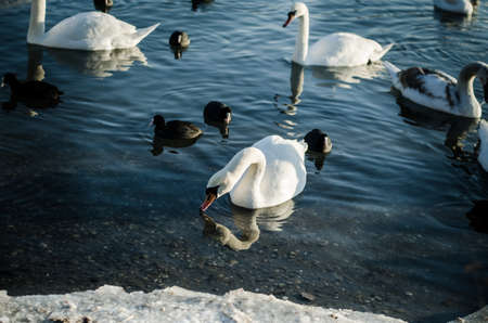 beautiful white swan and duck on frozen pond in winter timeの写真素材