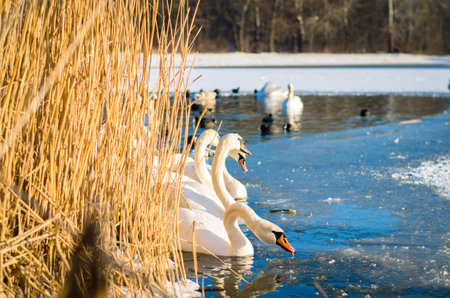 beautiful white swan and duck on frozen pond in winter timeの写真素材