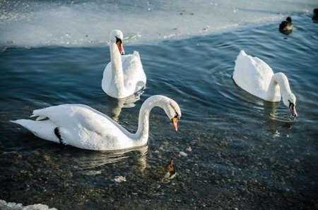 beautiful white swan and duck on frozen pond in winter timeの写真素材