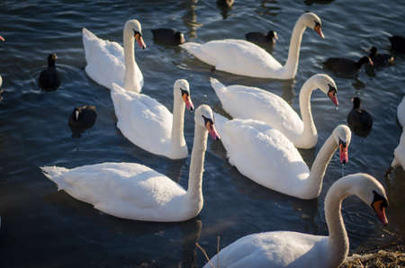 group of beautiful white swans on frozen pond in winter timeの写真素材