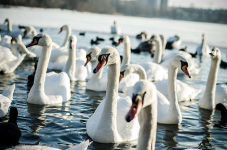 group of beautiful white swans and ducks on frozen pond in winter time on water surfaceの写真素材