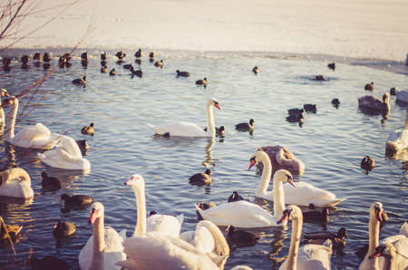 beautiful white swan and duck on frozen pond in winter timeの写真素材