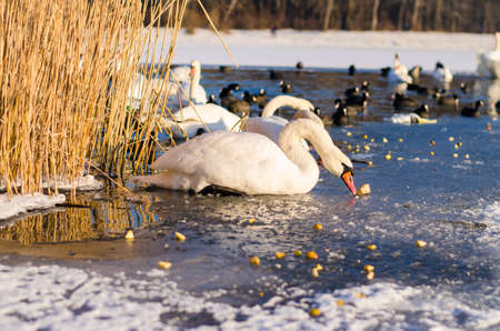 beautiful white swans in winter time on water pond surfaceの写真素材