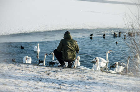 beautiful white swans in winter time on water pond surfaceの写真素材