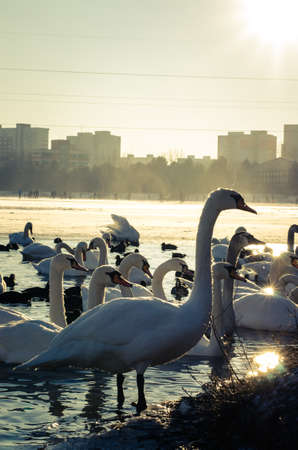 beautiful white swans in winter time on water pond surfaceの写真素材