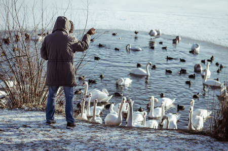 beautiful white swans in winter time on water pond surfaceの写真素材
