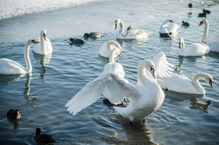 beautiful white swans in winter time on water pond surfaceの写真素材