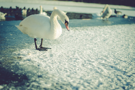 beautiful white swans in winter time on water pond surfaceの写真素材