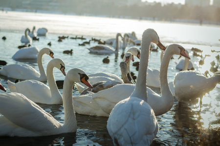 beautiful white swans in winter time on water pond surfaceの写真素材