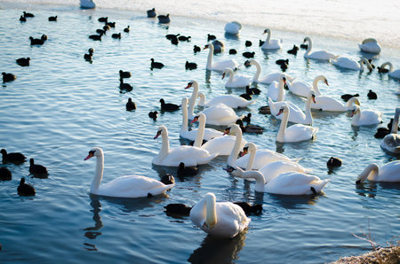 beautiful white swans in winter time on water pond surfaceの写真素材