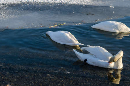 beautiful white swans in winter time on water pond surfaceの写真素材