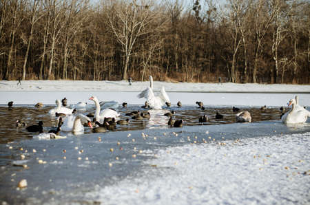 beautiful white swans in winter time on water pond surfaceの写真素材