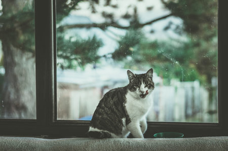 adorable domestic cat pet looking to youの写真素材