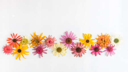 tiny yellow and pink cornflowers backgroundの写真素材