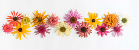 tiny yellow and pink cornflowers backgroundの写真素材