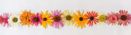 tiny yellow and pink cornflowers backgroundの写真素材