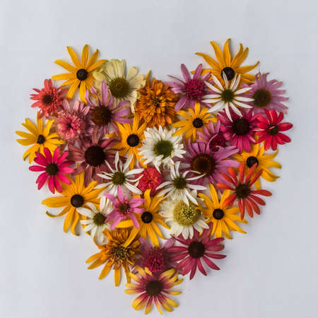 tiny yellow and pink cornflowers backgroundの写真素材