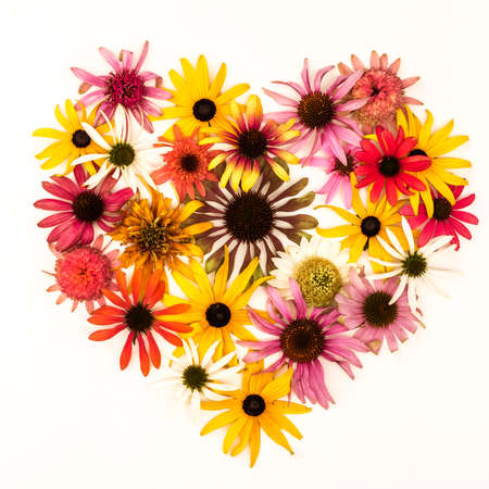 tiny yellow and pink cornflowers backgroundの写真素材