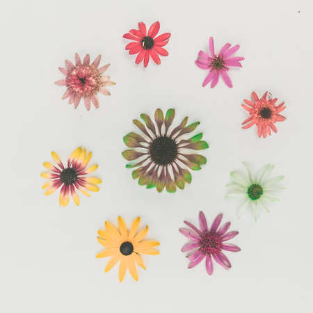 tiny yellow and pink cornflowers backgroundの写真素材