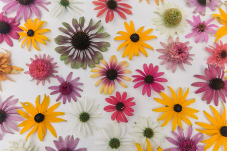 tiny yellow and pink cornflowers backgroundの写真素材