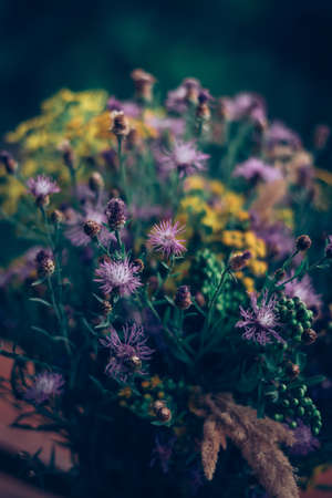 tiny yellow and pink cornflowers background