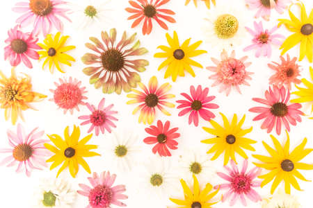tiny yellow and pink cornflowers backgroundの写真素材