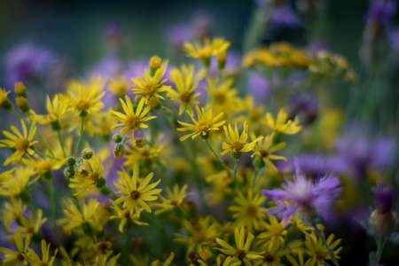 tiny yellow and pink cornflowers backgroundの写真素材