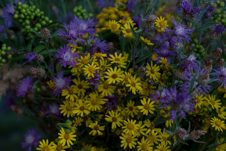tiny yellow and pink cornflowers backgroundの写真素材