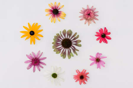 tiny yellow and pink cornflowers backgroundの写真素材