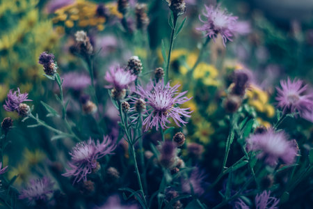tiny yellow flowers and pink cornflowers backgroundの写真素材