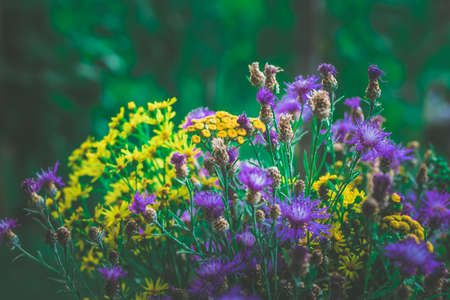 tiny yellow and pink cornflowers backgroundの写真素材