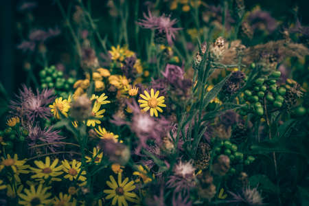 tiny yellow and pink cornflowers backgroundの写真素材