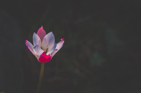 beautiful botanical tulip on black background, copy space