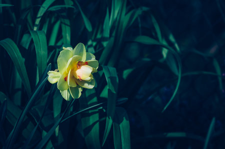 yellow narcissus flower in dark green dramatic backroundの写真素材
