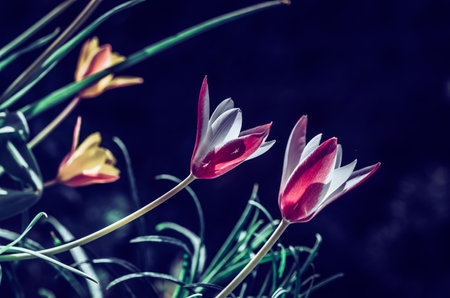 colorful botanical tulips shining in spring sunlight on black background, isolatedの写真素材