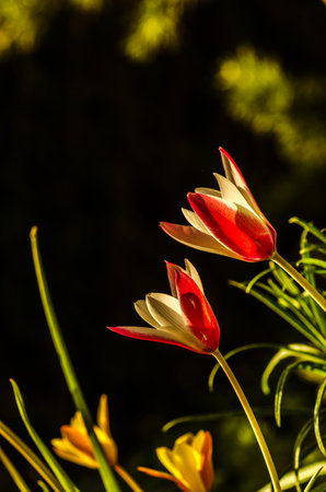 colorful botanical tulips shining in spring sunlight on black background, isolatedの写真素材