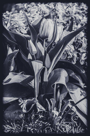 blooming black and white tulip art monochrome photoの写真素材
