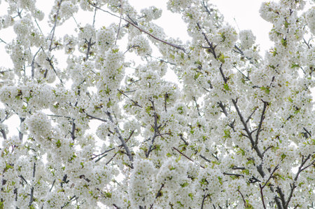 white tiny flowers in fruit tree in springtimeの写真素材