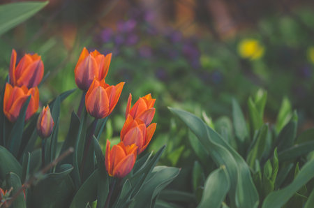 spring red tulips in the garden, dark background, copy space, isolatedの写真素材