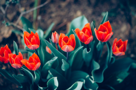 spring red tulips in the gardenの写真素材