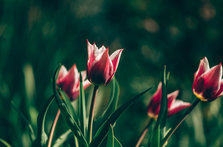 blooming beautiful pink tulips in green spring natureの写真素材